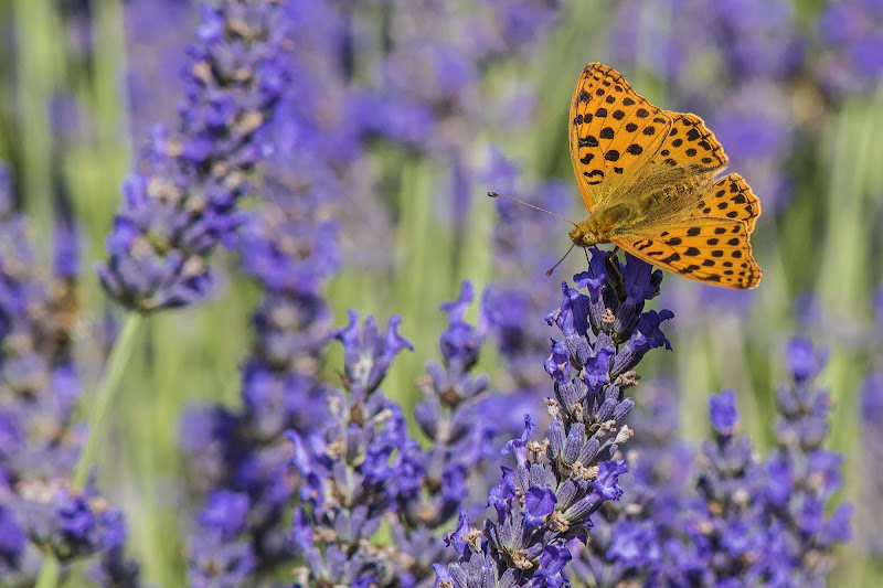 Arancio su viola di si