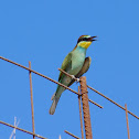 European Bee-eater (Μελισσοφάγος)