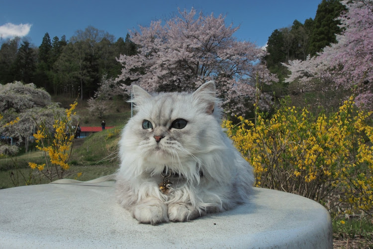 S1 スポーツバックの🌸とコラボ・CAT TUNE・#cat・#ねこ・Cocoに関するカスタム事例の投稿画像4枚目