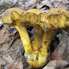 Ornate-stalked Bolete