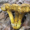 Ornate-stalked Bolete