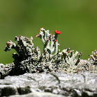 British Soldiers Lichen