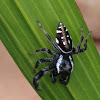 Bold jumping spider male