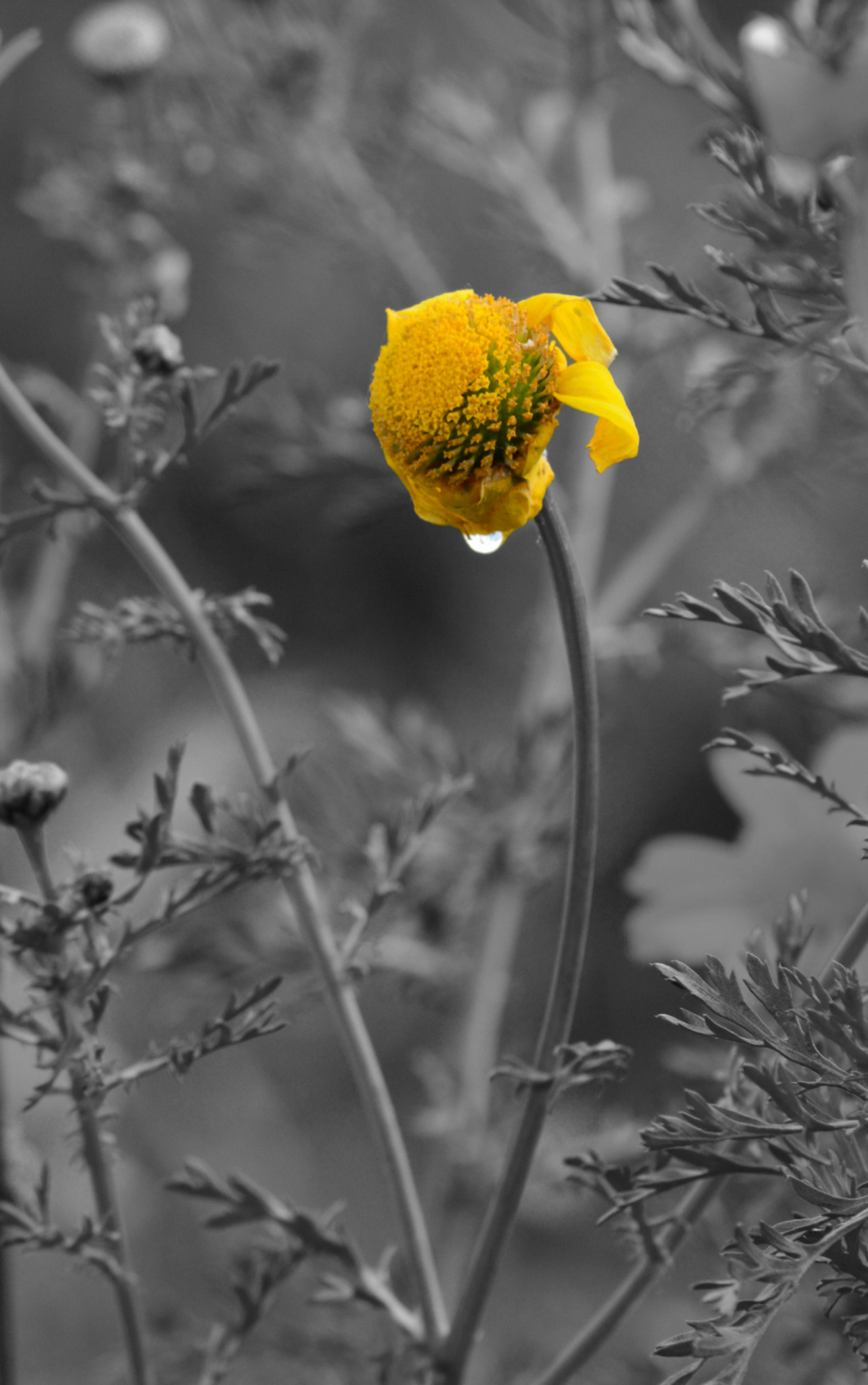 AFTER THE RAIN  di Francesco Luccisano