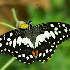 common lime butterfly