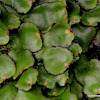 hepatics or liverworts