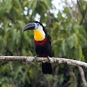 Channel-billed Toucan