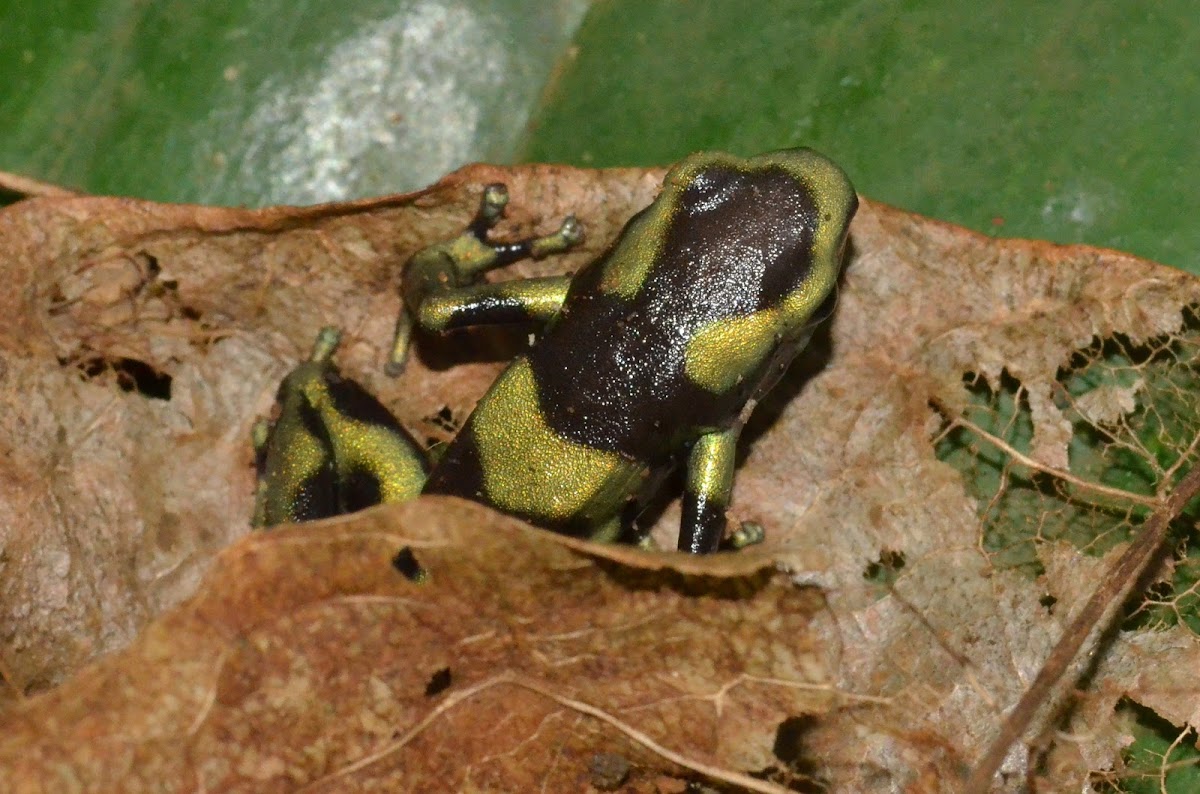 Green and black poison dart frog