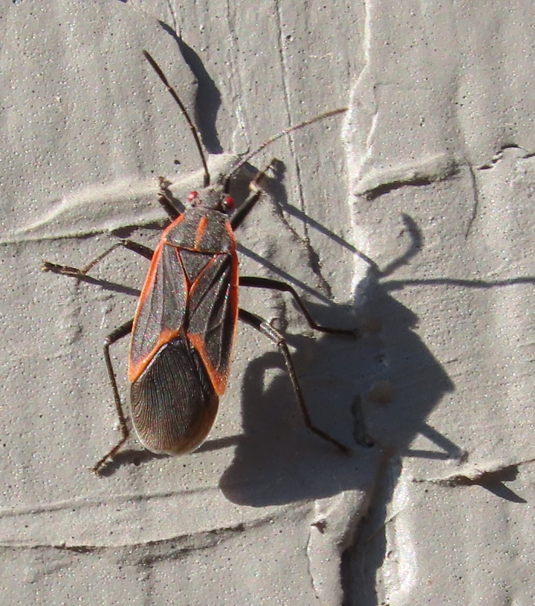 Eastern Boxelder Bug