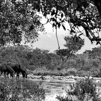 In ogni passeggiata nella natura, l'uomo riceve molto più di ciò che cerca. di 