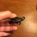 Eastern painted turtle