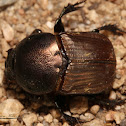 Bronze Dung Beetle