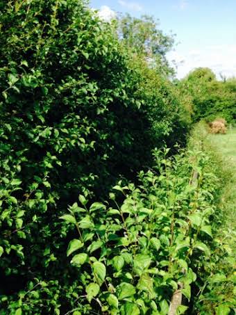 Footpath clearance / Hedge cutting album cover