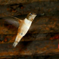 Colibrì nella Death Valley di 