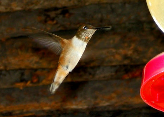 Colibrì nella Death Valley di muratodentro