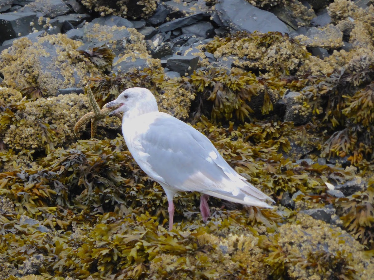 Glaucous-winged Gull