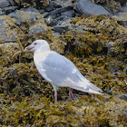 Glaucous-winged Gull