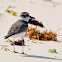 Wilson's Plover