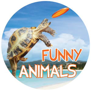 Funny Animals 1.0.9 Icon