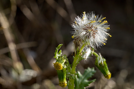 Senecio vulgaris