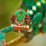 Chameleon Jigsaw Puzzles Apk