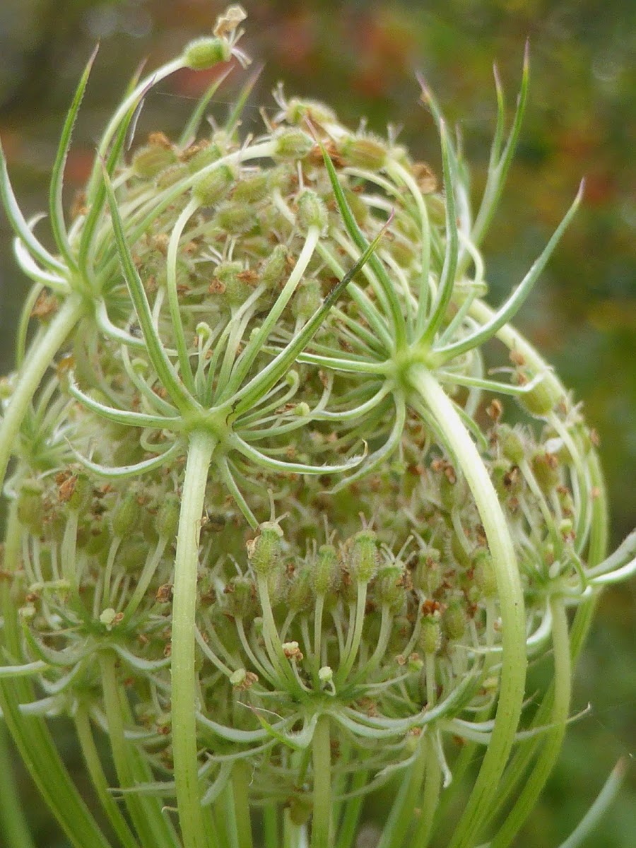 Queen Anne's Lace