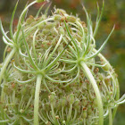 Queen Anne's Lace