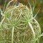 Queen Anne's Lace