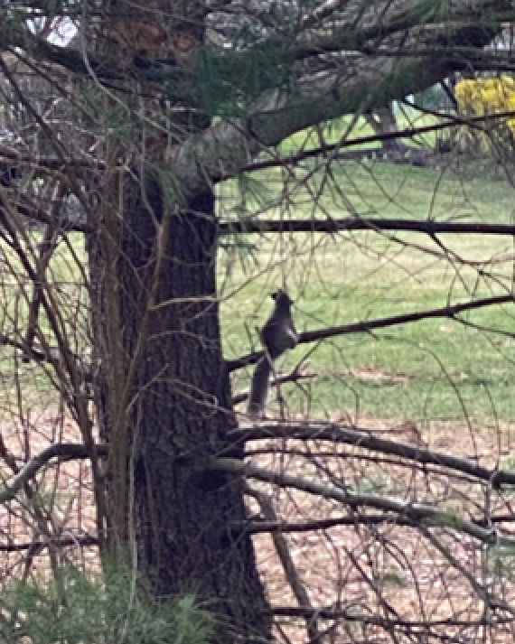 Eastern Grey Squirrl