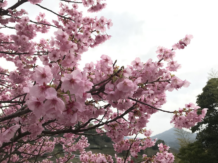 N-ONEの桜？に関するカスタム事例の投稿画像2枚目