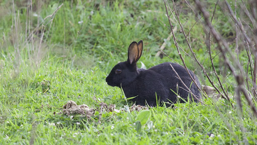 Wild Animals Live Wallpaper  backgrounds hd