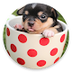 Download Cute Puppy wallpaper For PC Windows and Mac 1.0