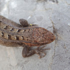 Spiny Lizard