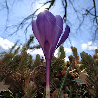 Crocus....baciato dal sole di marzo di 