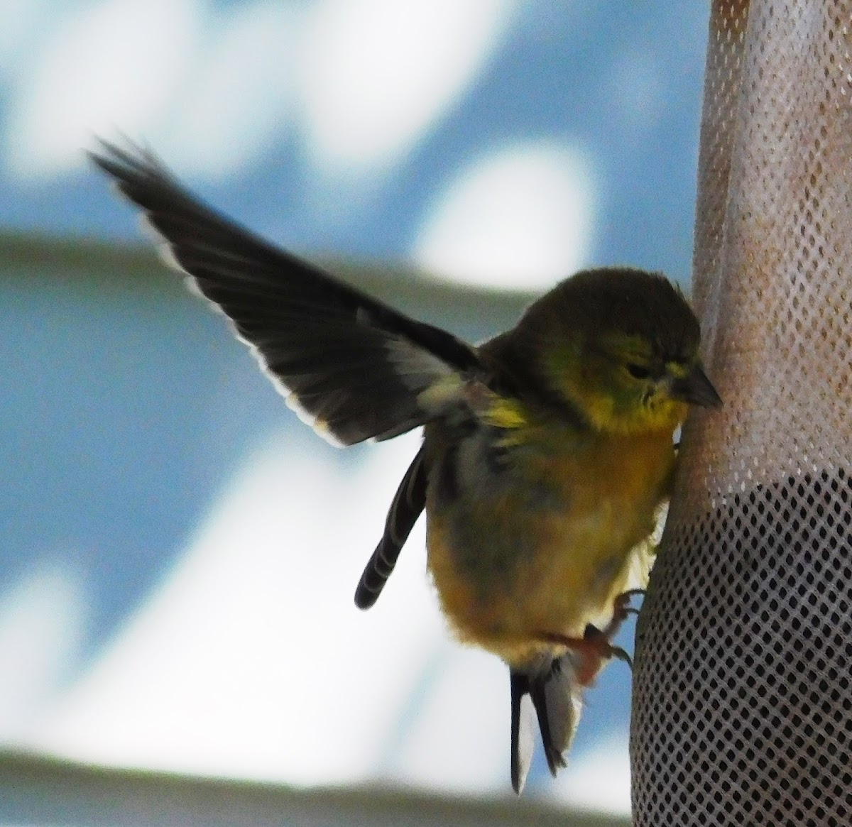 American Goldfinch