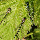 Pacific Forktail