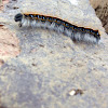 Eastern tent caterpillar