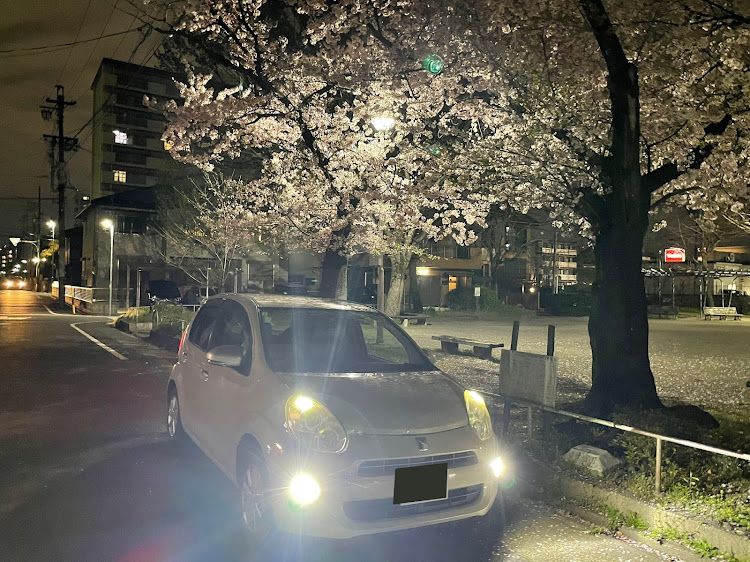 パッソのサクラと愛車・桜とコラボに関するカスタム事例の投稿画像2枚目