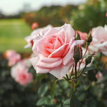 「ピンクの薔薇」のメインビジュアル