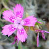 Dianthus corymbosus (Αγριογαρύφαλλο)