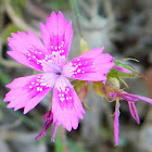 Dianthus corymbosus (Αγριογαρύφαλλο)