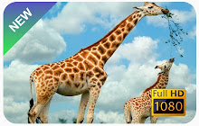 Giraffe New Tab & Wallpapers Collection small promo image