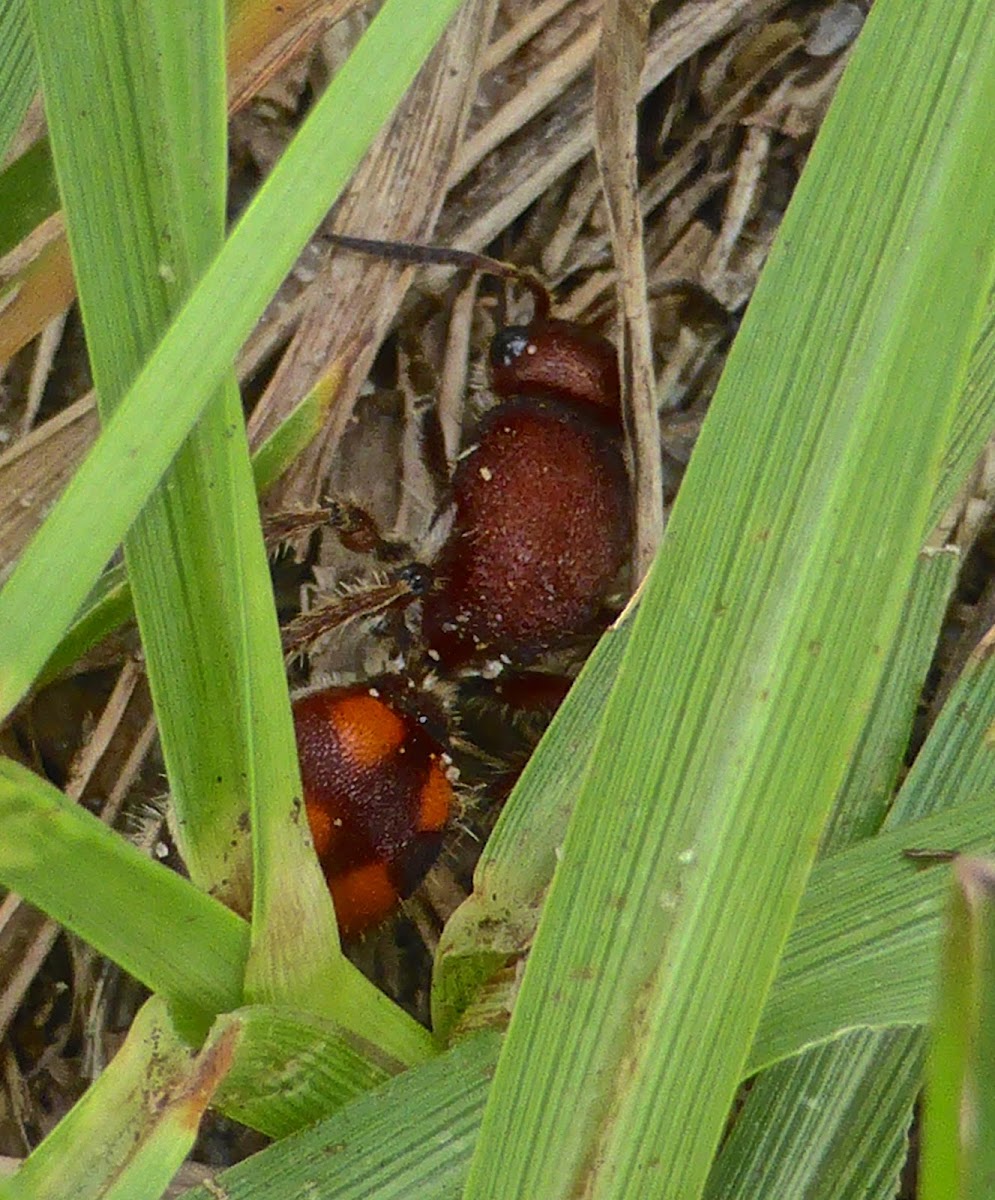 Velvet Ant