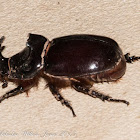 European Rhinoceros Beetle