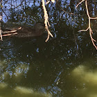 Mallard male (in eclipse plumage)