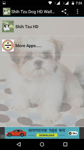 shih tzu Dog HD Wallpaper