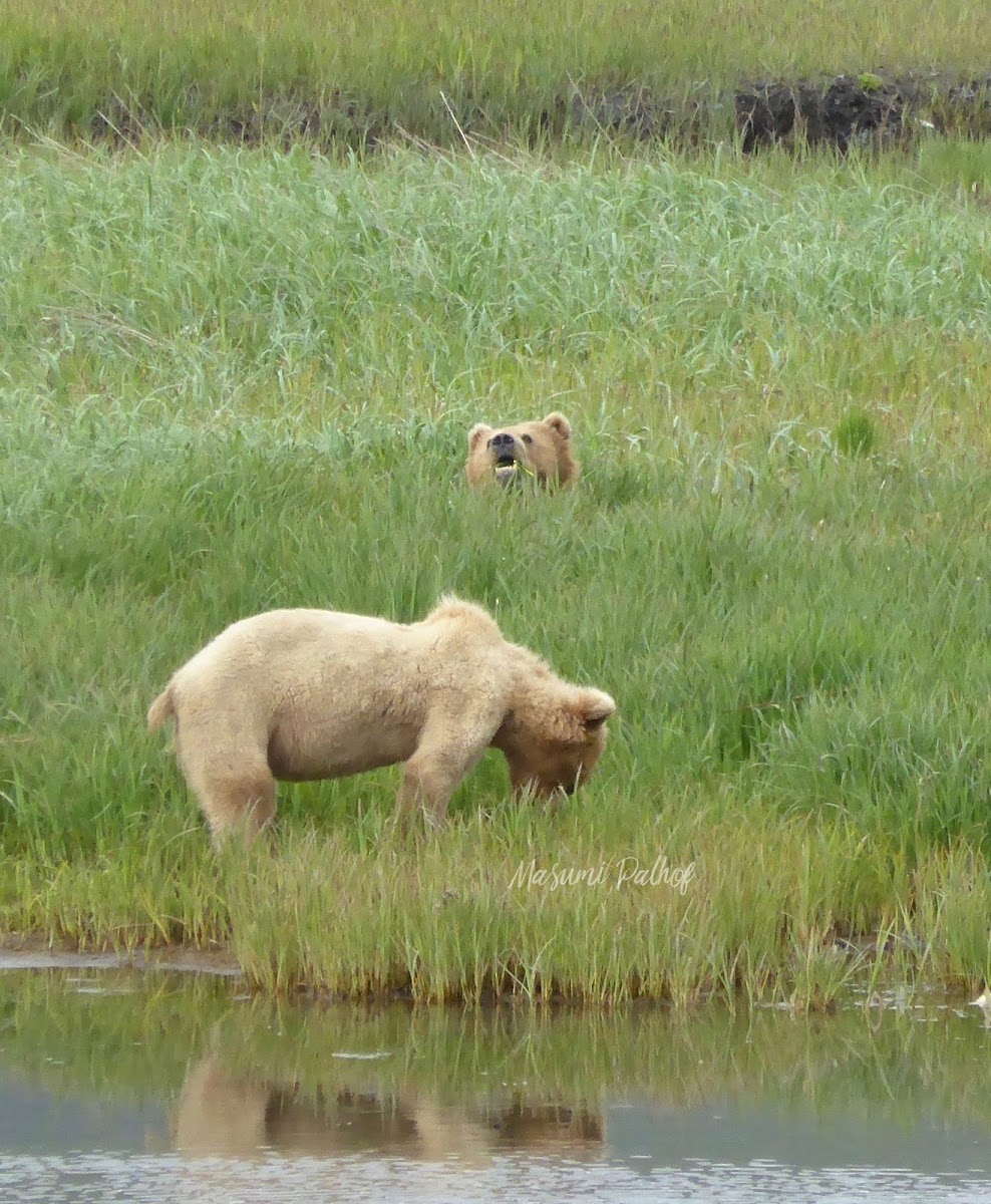 Kodiak Brown Bear