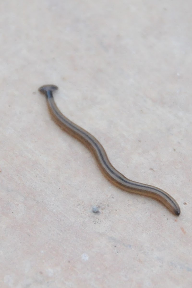 Hammerhead Flatworm