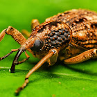 Gigas Weevil