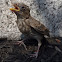 House Finch (fledgling)